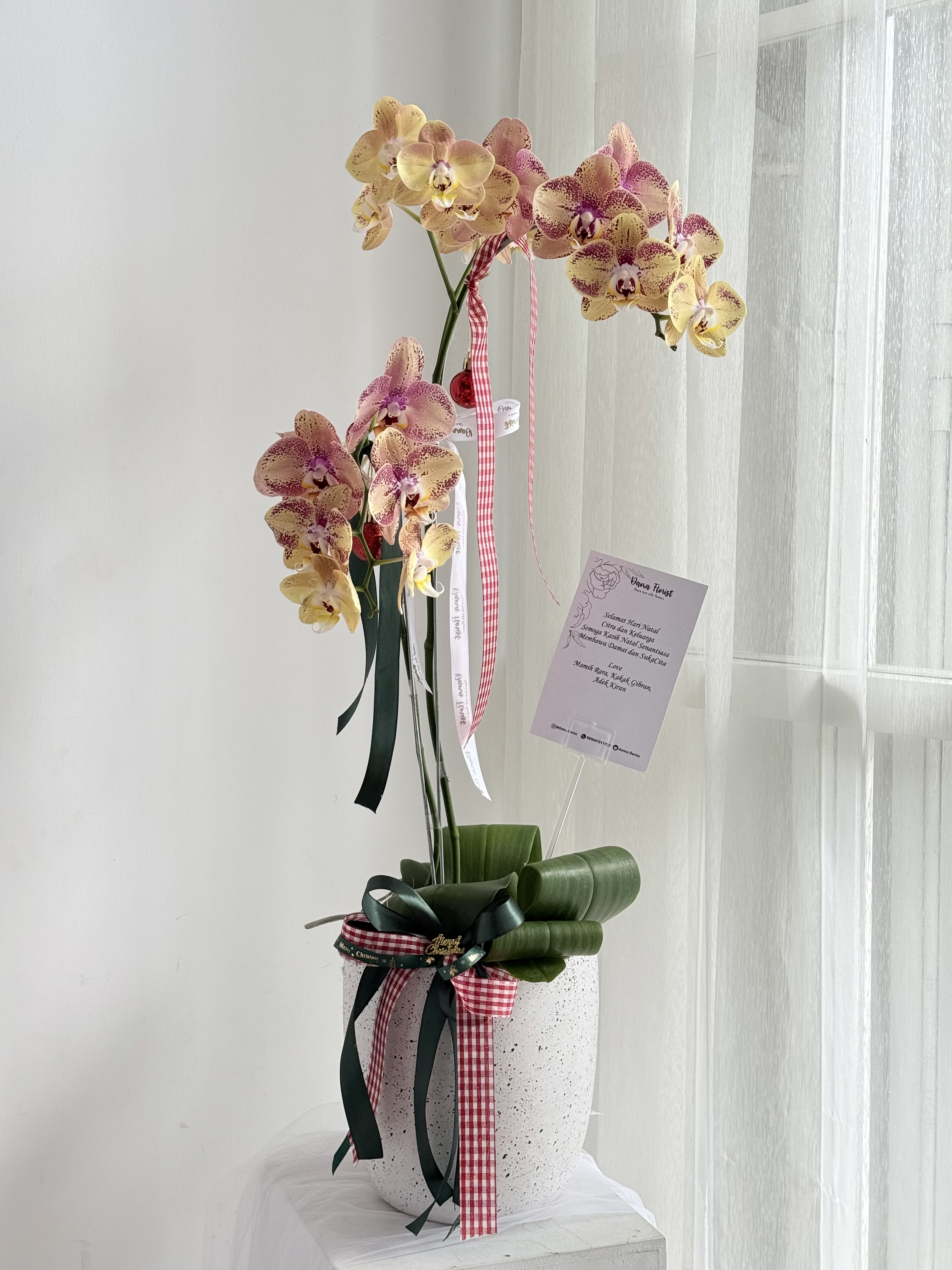 Single Orchid Fresh foto 2