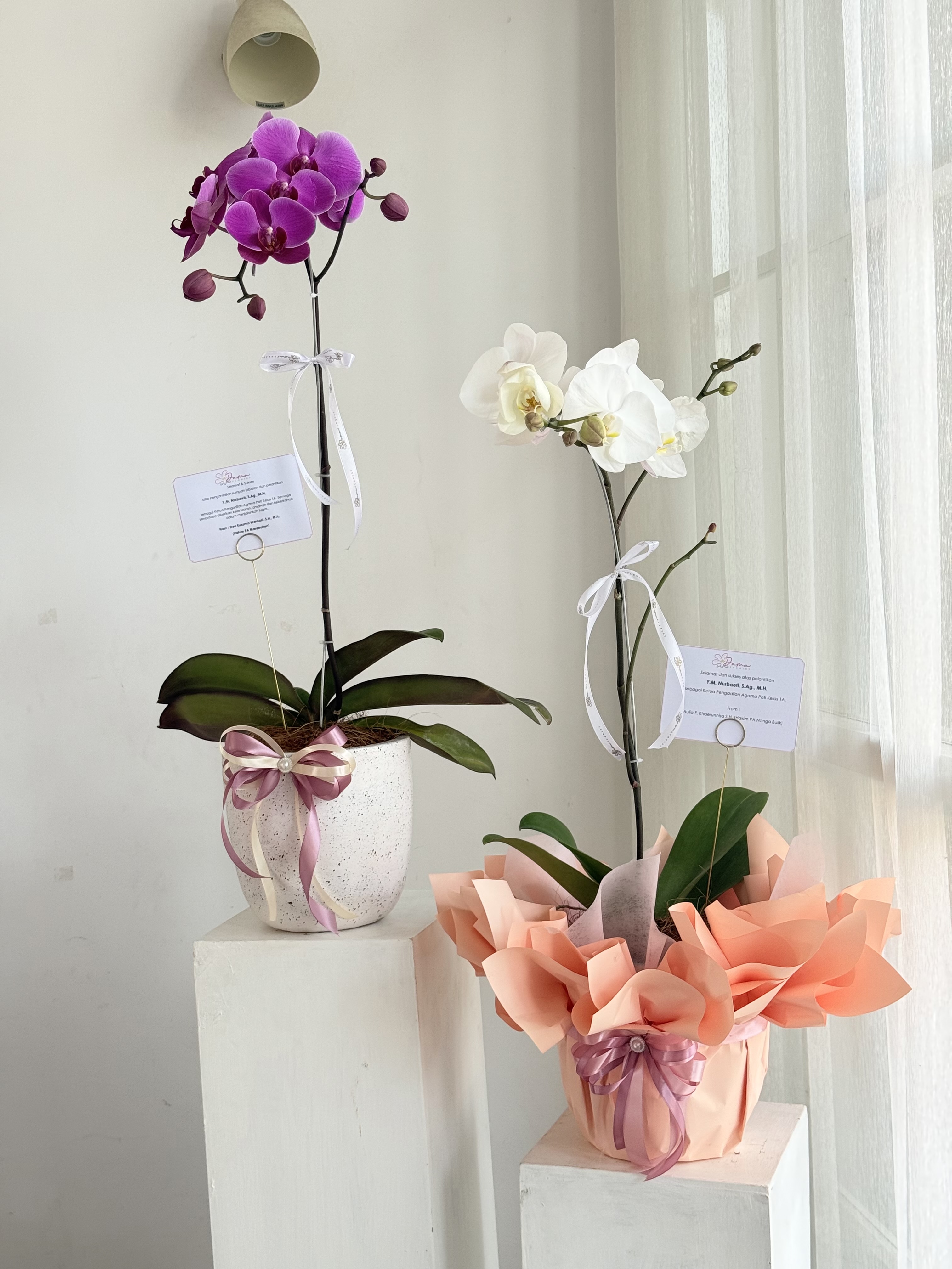 Single Orchid Fresh foto 4