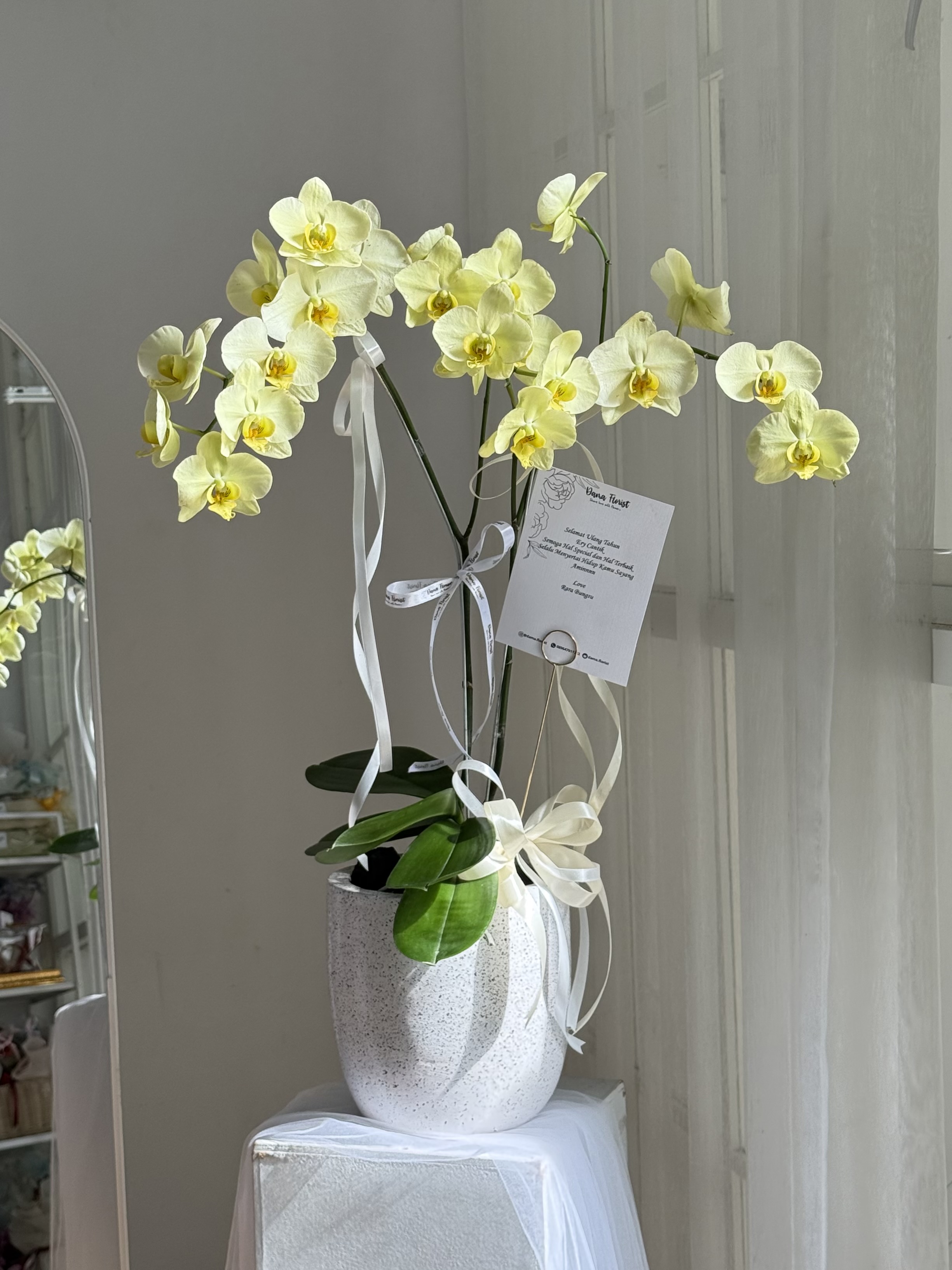 Single Orchid Fresh