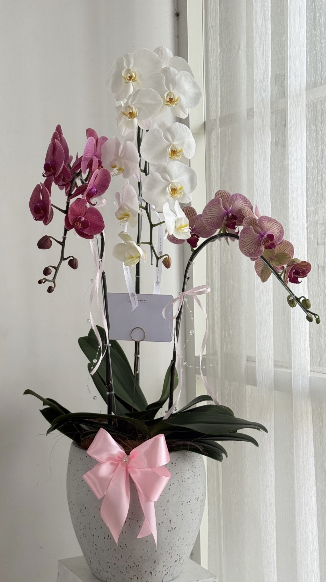 3 Plant Orhid