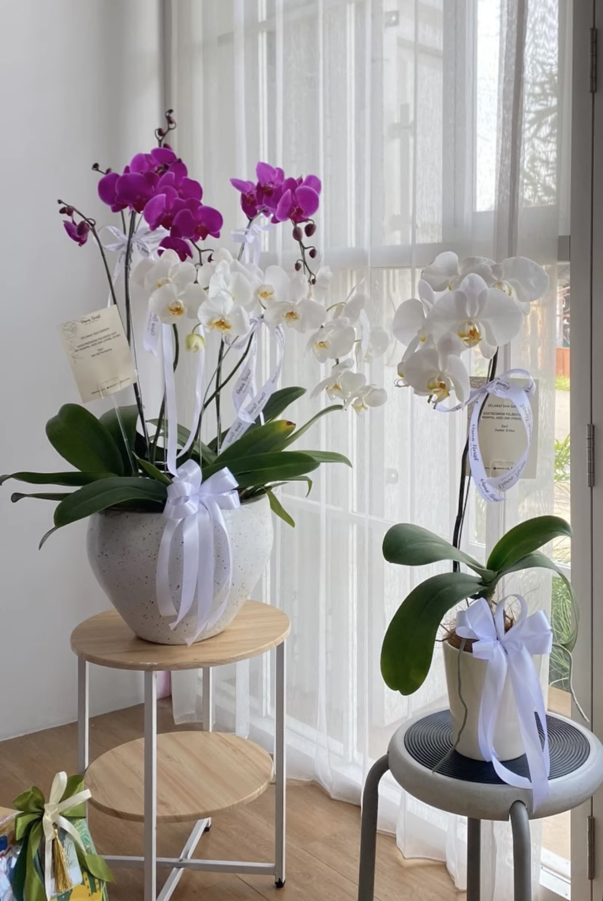 Anggrek/Orchid
